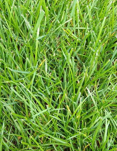 Lawn care maintenance programs in Indianapolis, IN