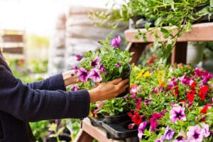 How to Choose the Right Plants for an Indiana Landscape