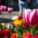 5 Reasons to Invest in Commercial Landscaping