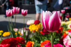 5 Reasons to Invest in Commercial Landscaping
