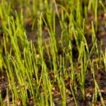 Why Fall Aeration & Overseeding Pays Off