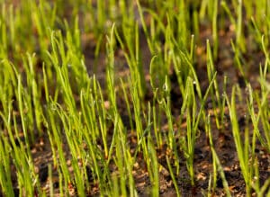 Why Fall Aeration & Overseeding Pays Off